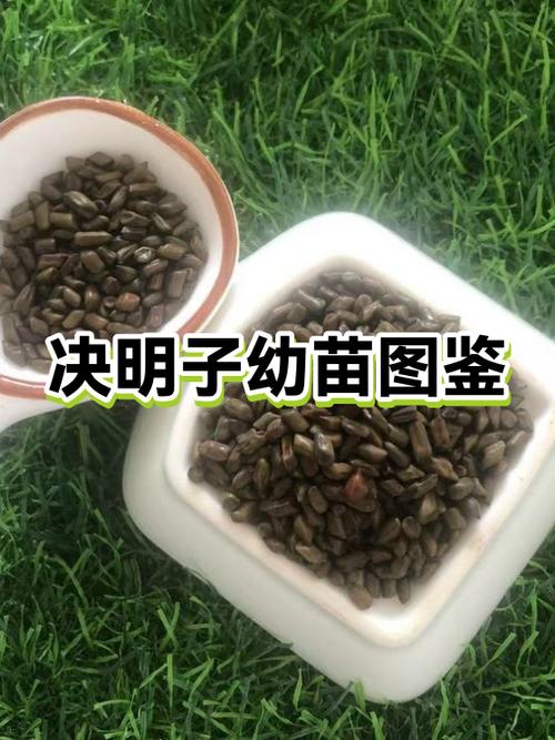 决明子的作用与功效