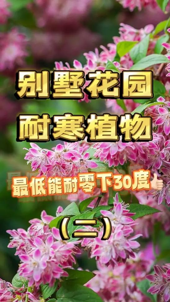 豌豆苗能耐零下几度游戏截图