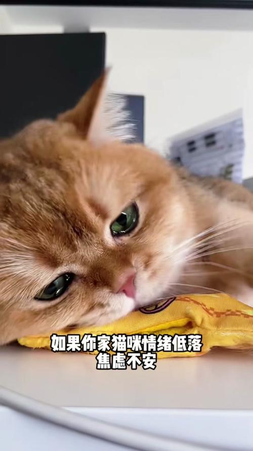 猫咪不吃猫粮怎么办