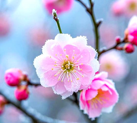 梅花轻摇露