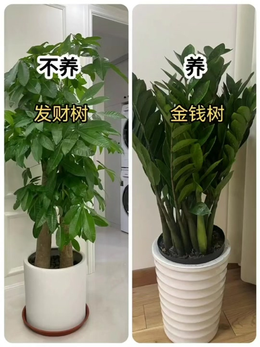 排名第一最好的镇宅竹