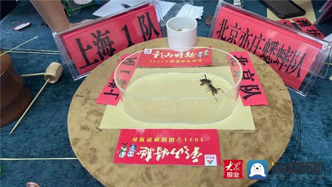 斗蛐蛐和普通蛐蛐的区别缩略图
