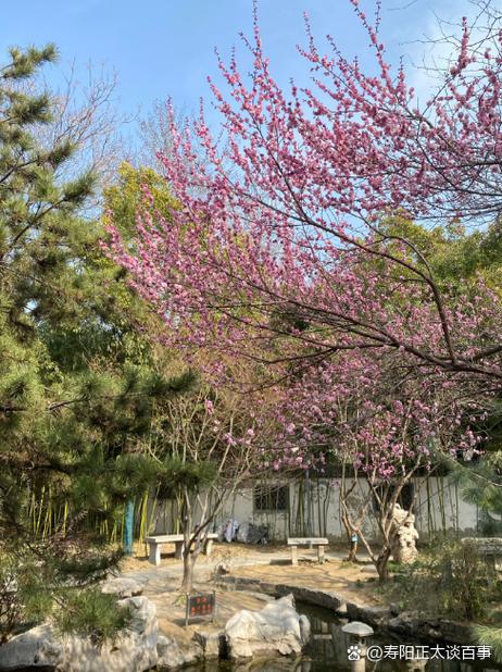 梅花视频怎么无限播放