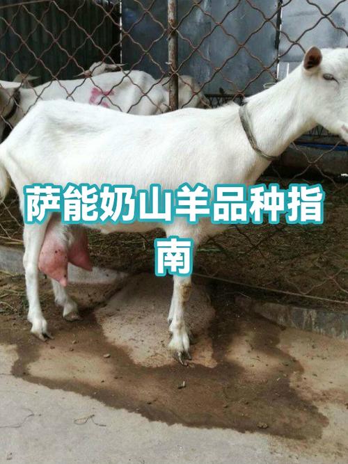 萨能奶山羊体貌特征