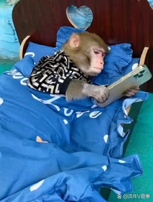 喵喵猴哥视频游戏截图