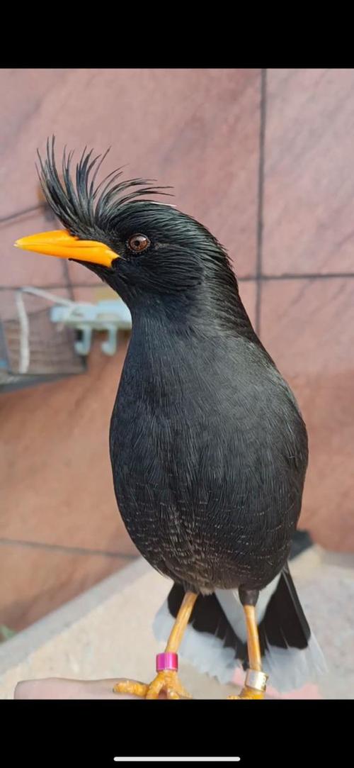养一只八哥犯法吗