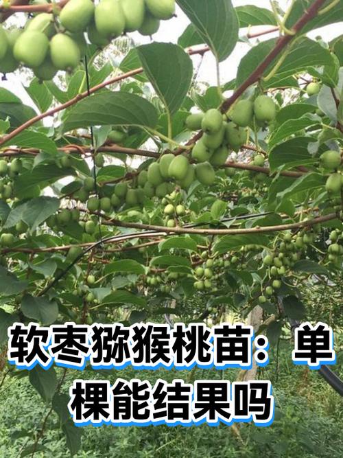 猕猴桃单颗可以结果吗