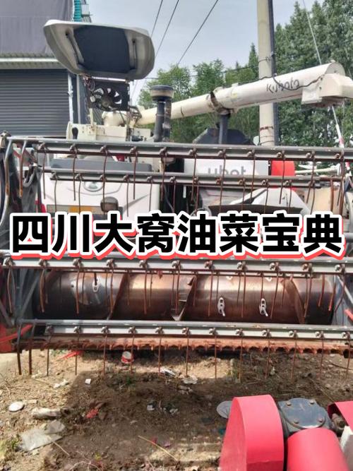 油菜的叫法有多少种