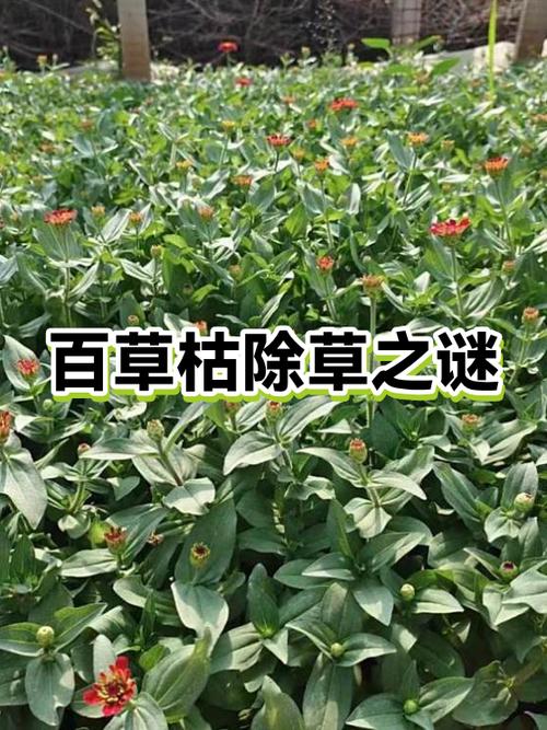 七个人去除草猜一个字截图