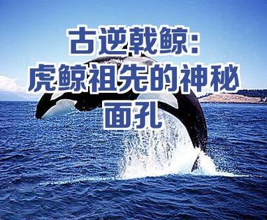 古虎鲸缩略图