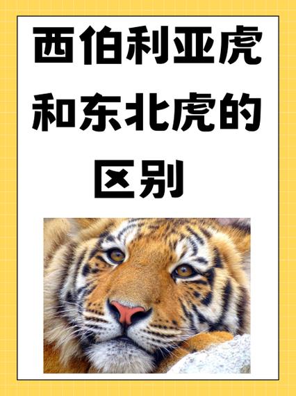 东北虎与西伯利亚虎的区别