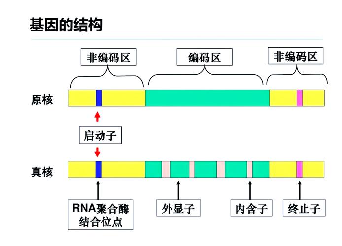基因锁六大体系
