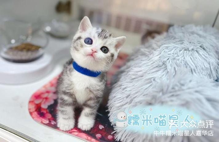 美短加白是纯种猫吗