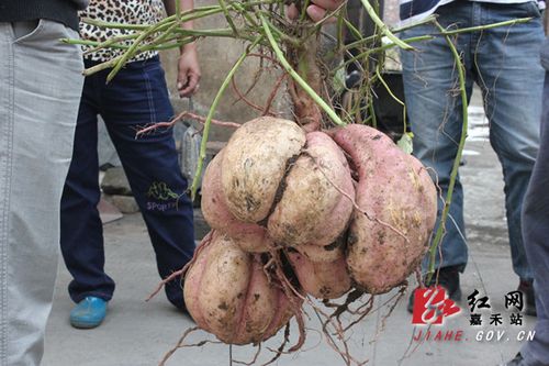 挖地瓜超级