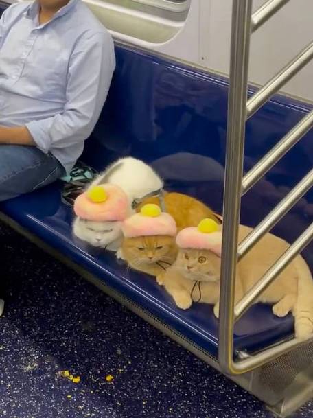 地铁能带猫吗用箱子装着