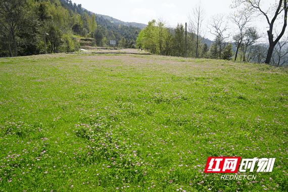 乡野春风杨野截图