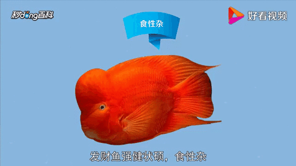 发财鱼视频