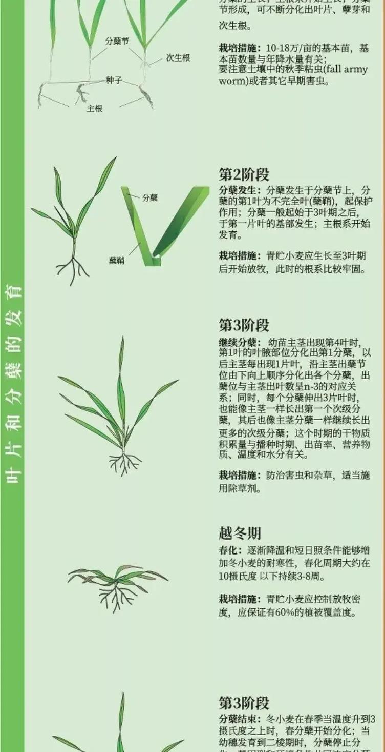 夏小麦生长期为多少天