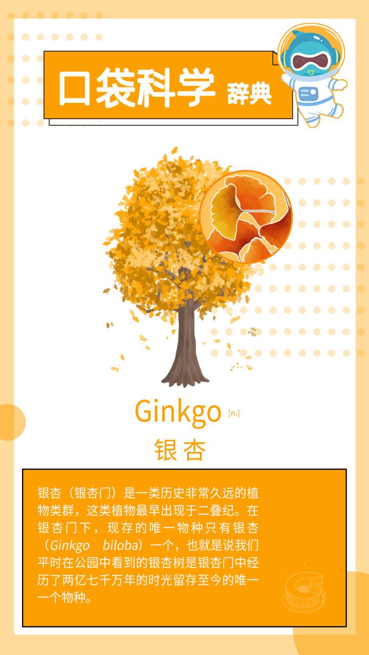 银杏英语为何ginko