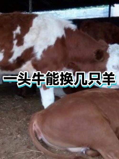 牛羊一胎生几个