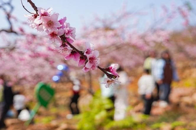 十里桃花的意思