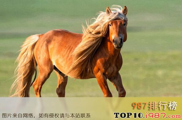 呼雷豹和黄骠马哪个厉害