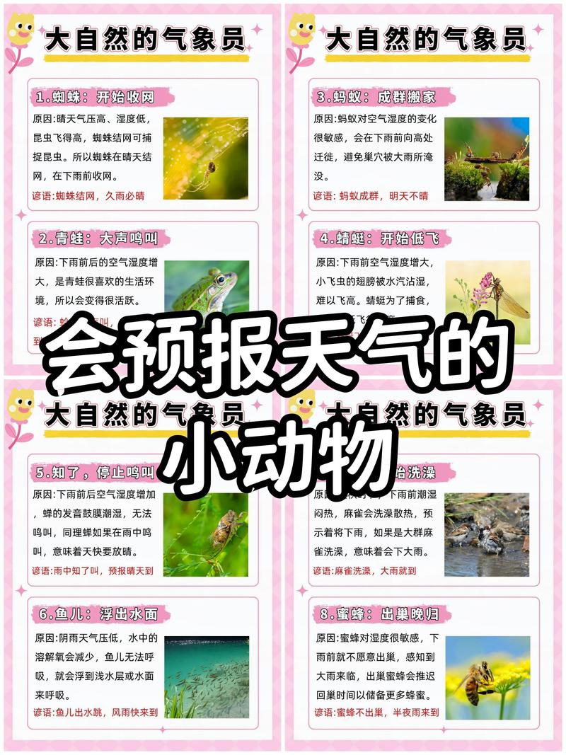 动物是怎么预报天气的