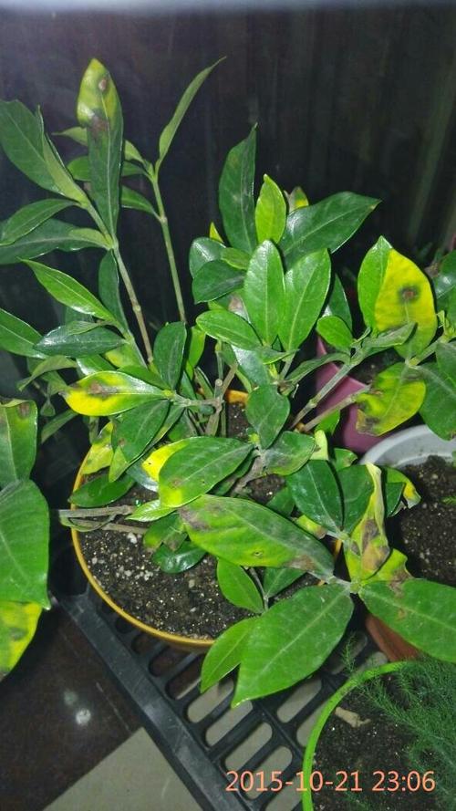栀子花叶子上有黑点怎么回事缩略图