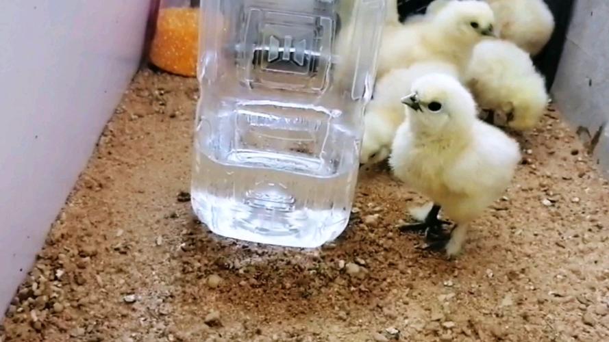 小鸡喝水器自制