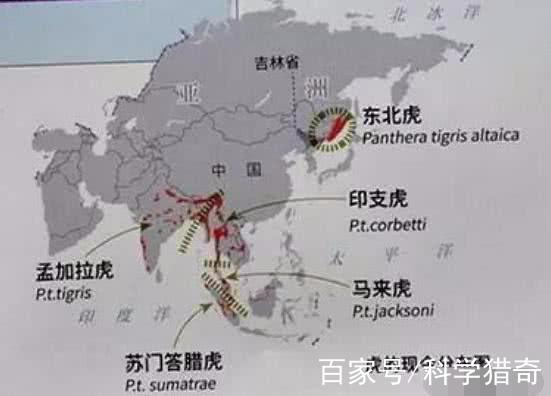 老虎地图怎么没有了