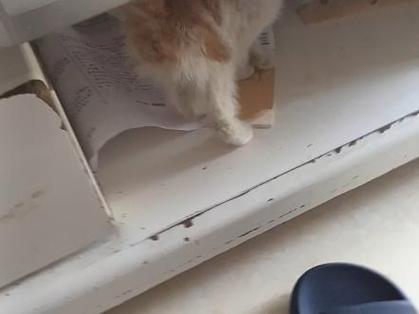 刚抓来的小猫一直叫怎么办