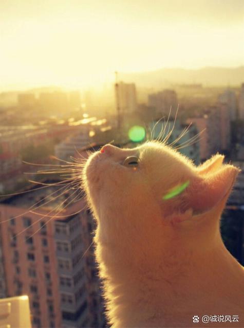 把猫扔到捡他的地方