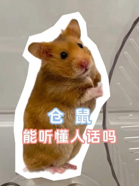 仓鼠能听懂人话吗游戏截图