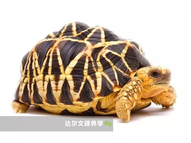 HAMSTERTortoises