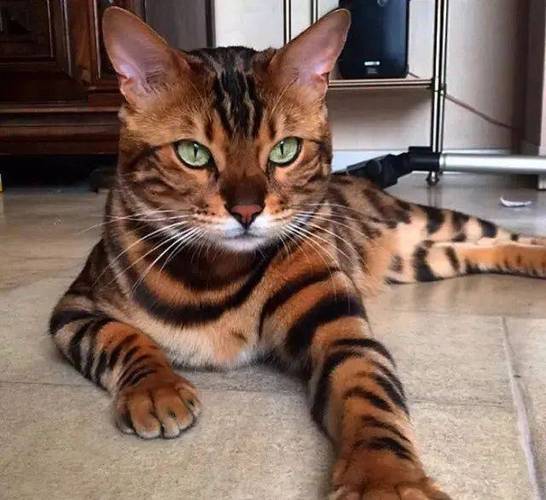 世界十大顶级名猫