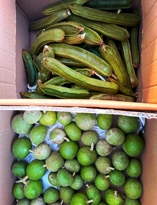 冰激凌豆果