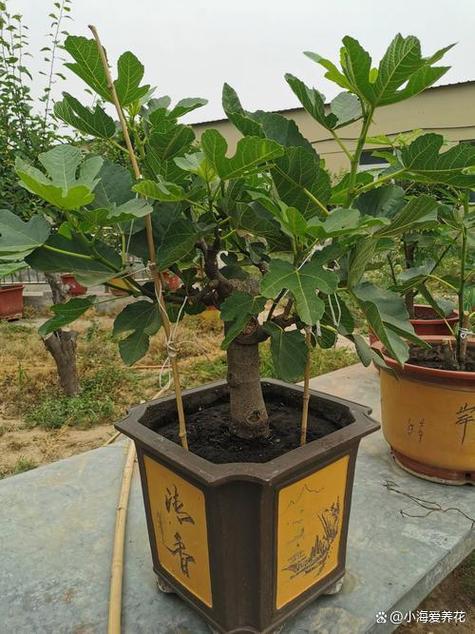 无花果树大忌三个属相