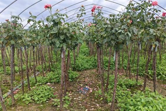 月季花苗批发基地