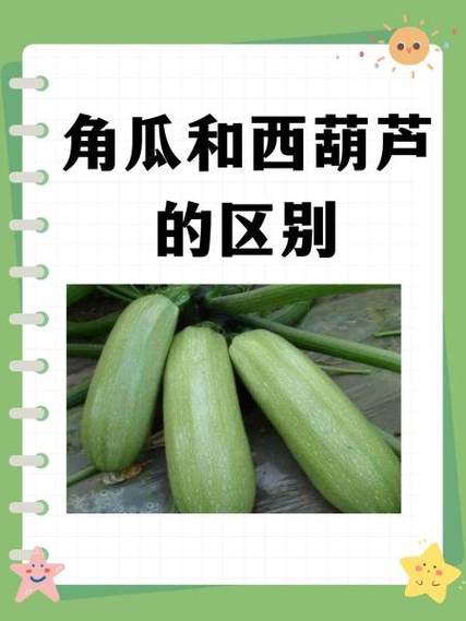 西葫芦是角瓜吗