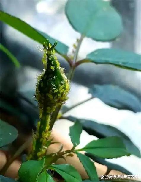 秒结农药对蚜虫有效吗