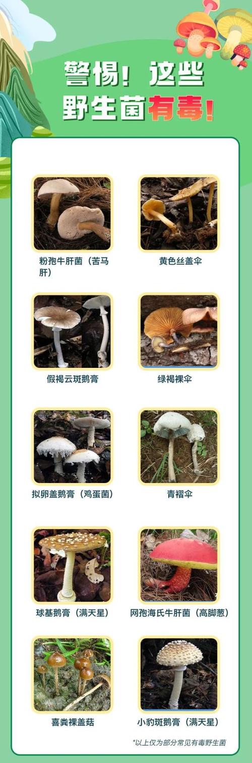 如何识别毒蘑菇的方法