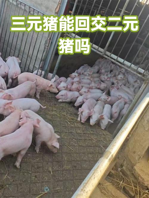 二元猪回交能留种吗