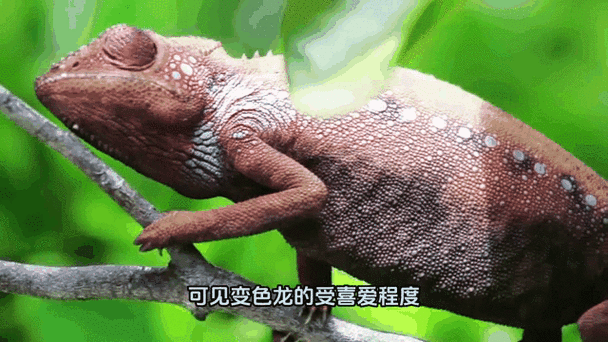 变色龙第六代怎么变色