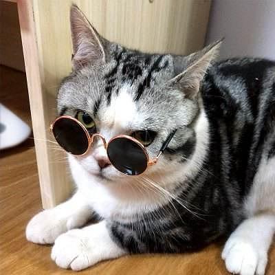 猫猫大佬
