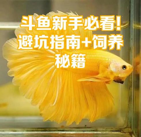 斗鱼可以几天不喂