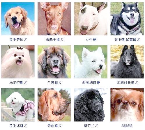 狗狗品种大全及图片游戏截图