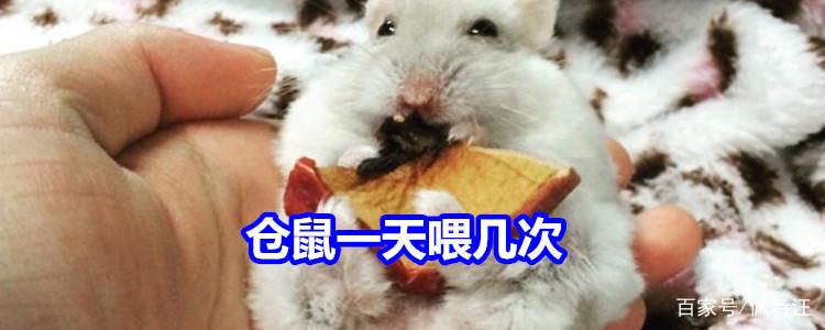 仓鼠多久喂一次