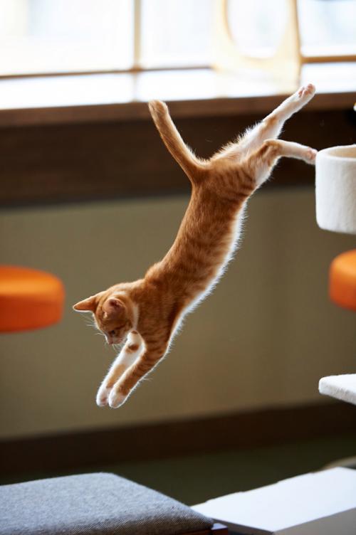 可以玩的猫跳