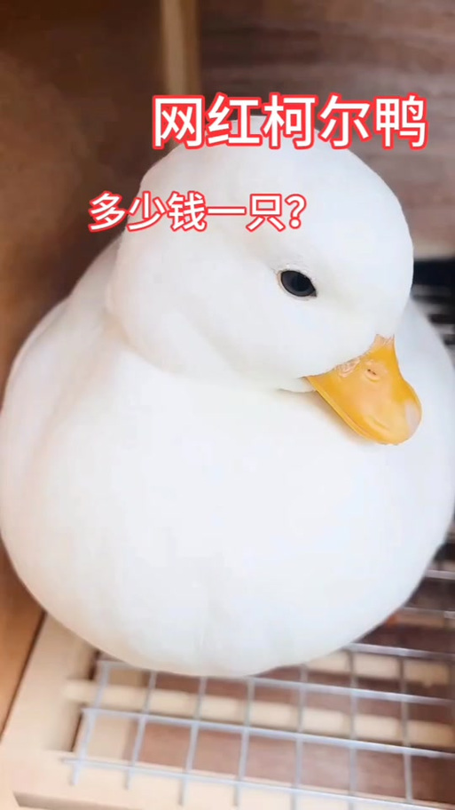 柯尔鸭价格
