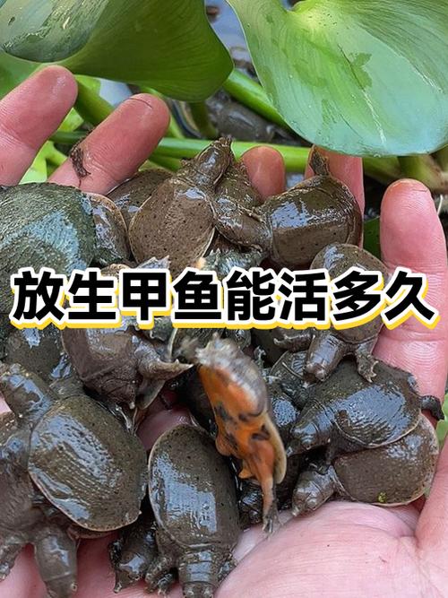 甲鱼放生什么时间最好